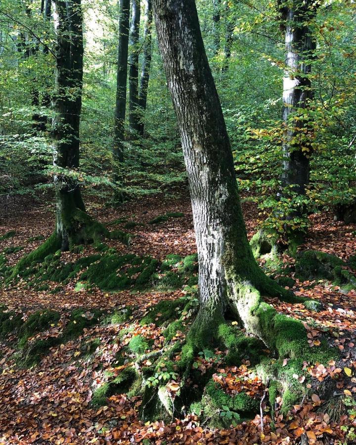 Gartenblick Лайхлинген Екстериор снимка