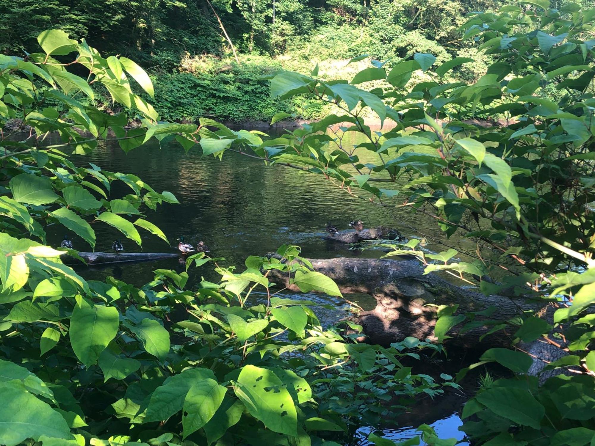 Gartenblick Лайхлинген Екстериор снимка